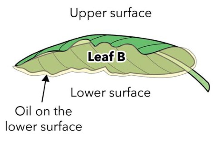 What will happen if vaseline is applied to the upper surface of a leaf?