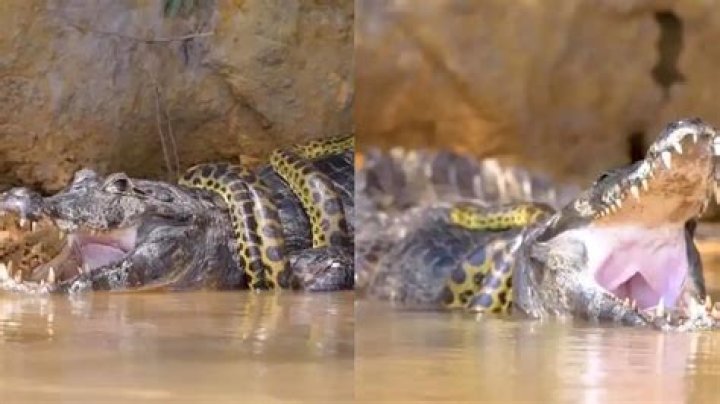 What would win in a fight an anaconda or a crocodile?