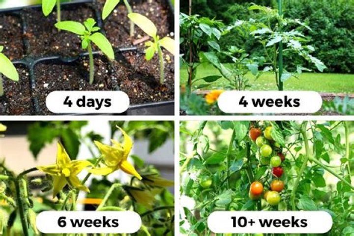 When should tomatoes be planted?