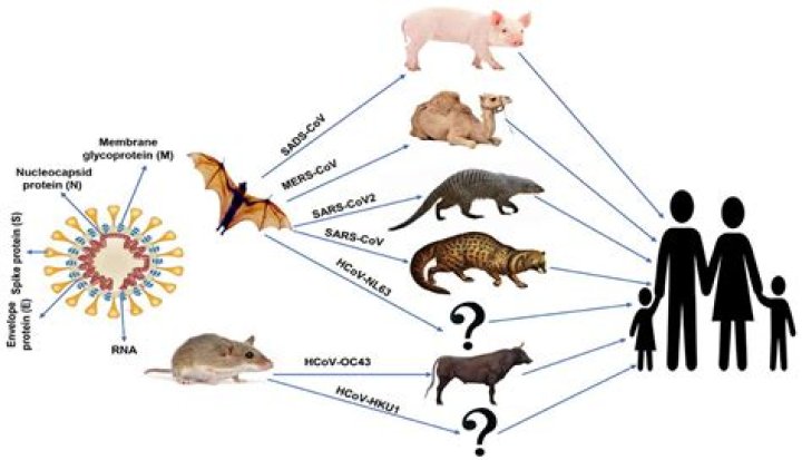 When was the coronavirus family of viruses first discovered in humans?