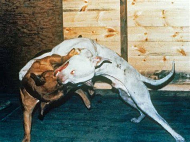 Where can I find a dog fighting ring?