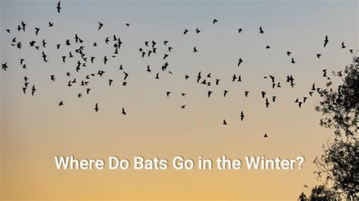 Where do bats go in winter?
