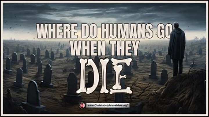 Where do dead ants go?
