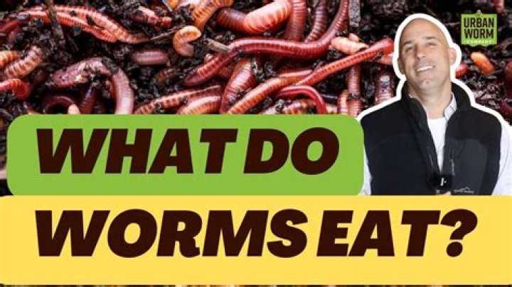Where do little black worms come from?