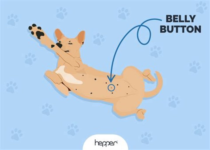 Where is the belly button?