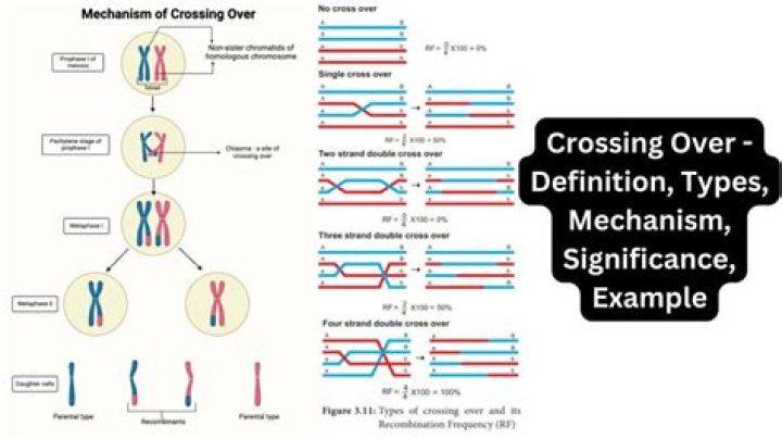 Which enzyme is responsible for crossing over?