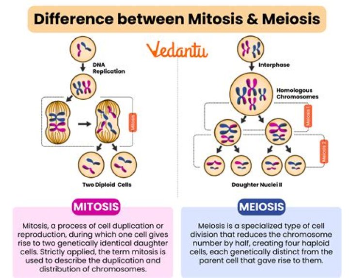 Which is better mitosis or meiosis?