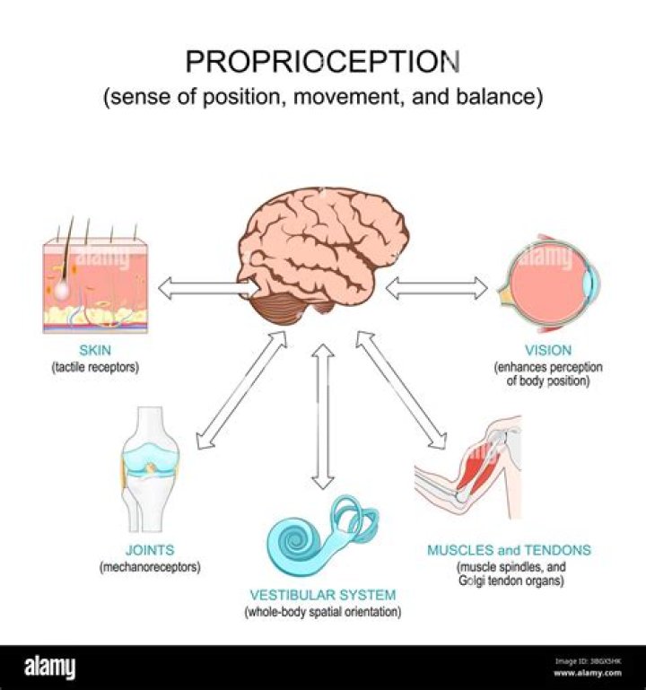 Which of the following is an example of a Proprioceptor?
