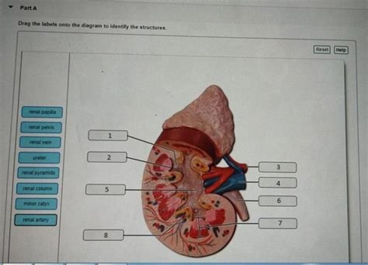 Which tooth is connected to the kidney?