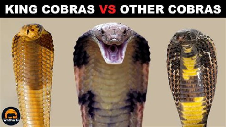 Who is the enemy of King Cobra?