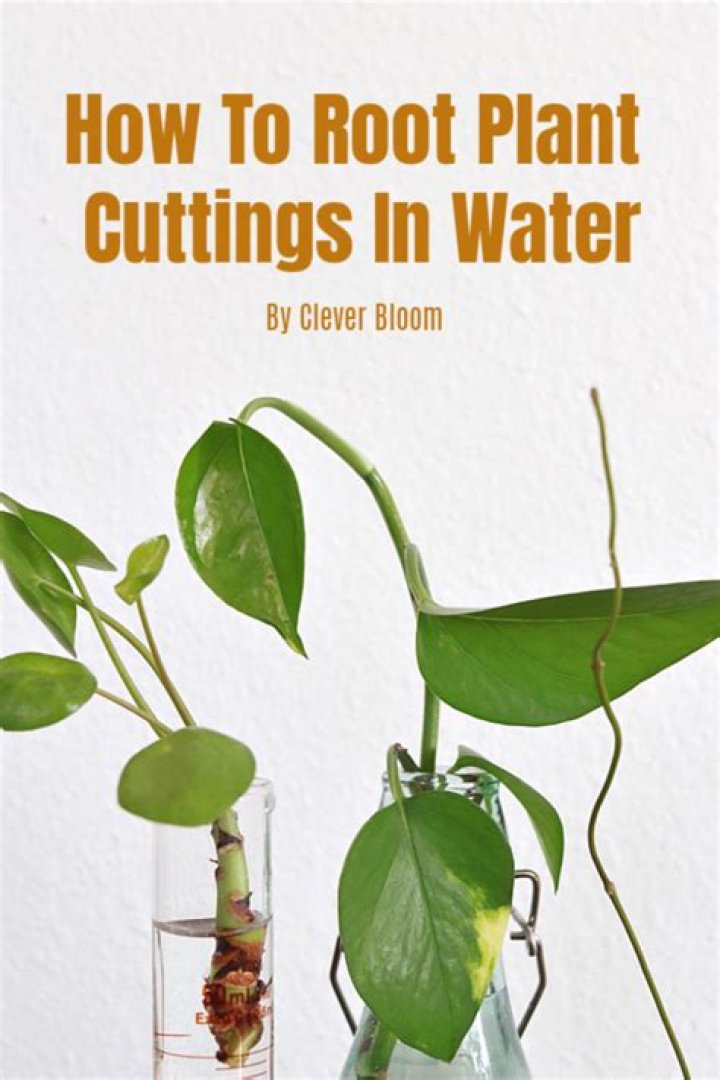 Why are my cuttings not rooting in water?
