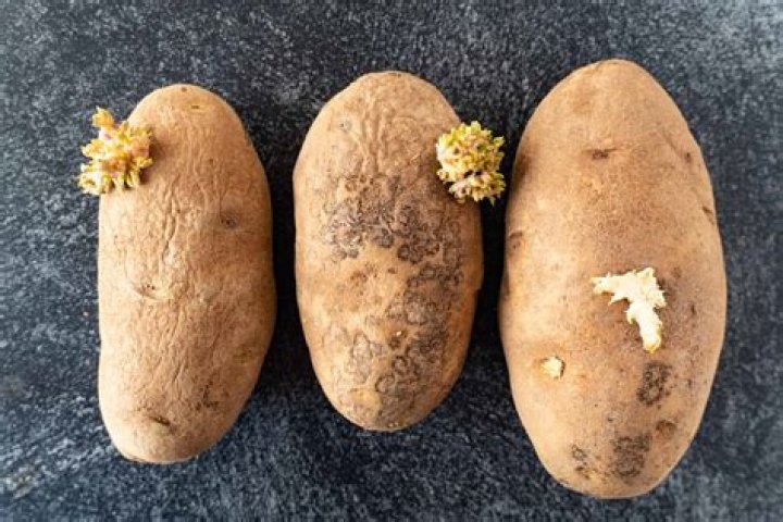 Why are potatoes poisonous?