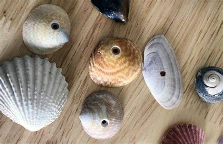 Why are there tiny holes in seashells?