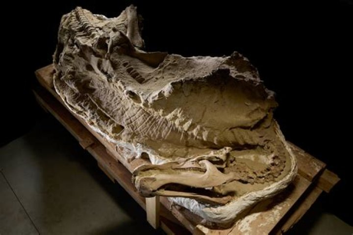 Why did dinosaur bones not decompose?