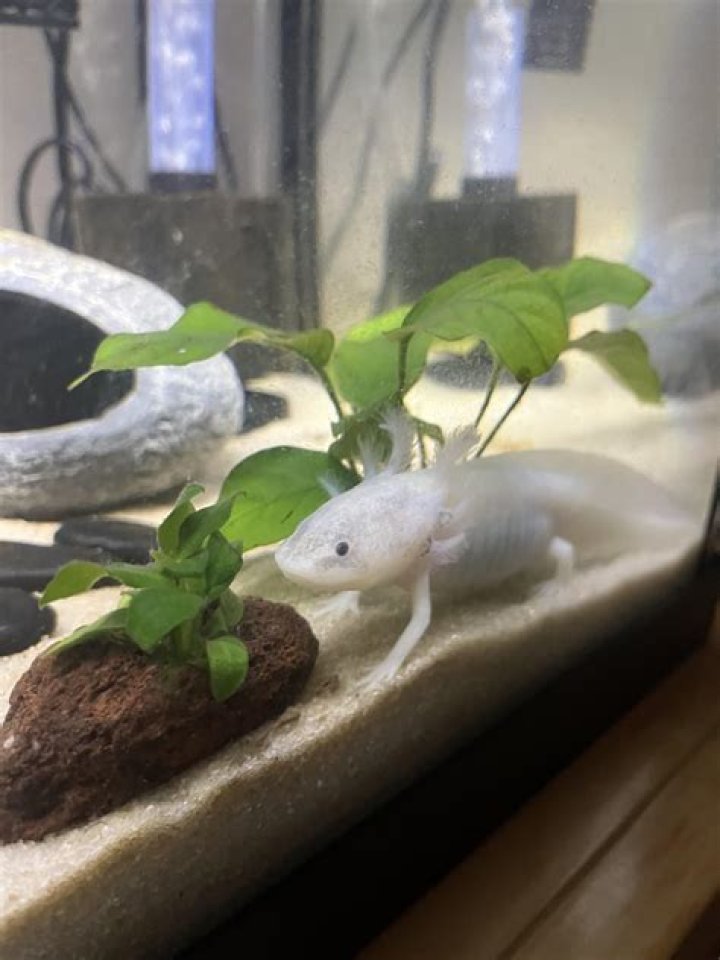 Why did my pink axolotl turn white?