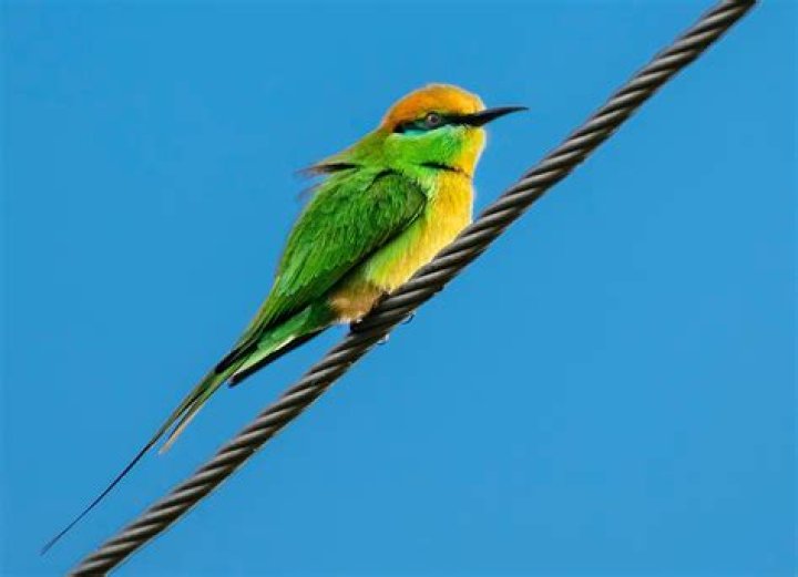 Why do birds poop in the same spot?