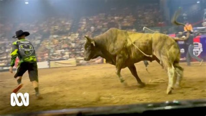 Why do bulls dig into the ground?