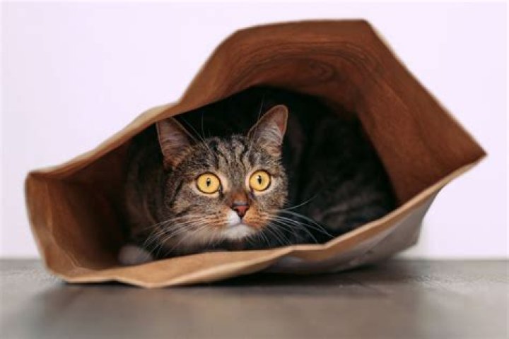 Why do cats like crinkly bags?