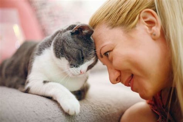 Why do cats like kissy noises?