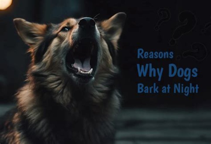 Why do dogs bark at night for no reason?