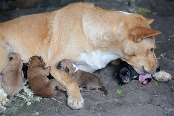 Why do dogs eat newborn puppies?