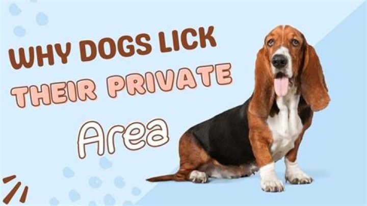 Why do dogs lick their private areas?