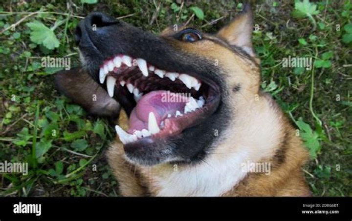 Why do dogs open their mouths wide when playing?