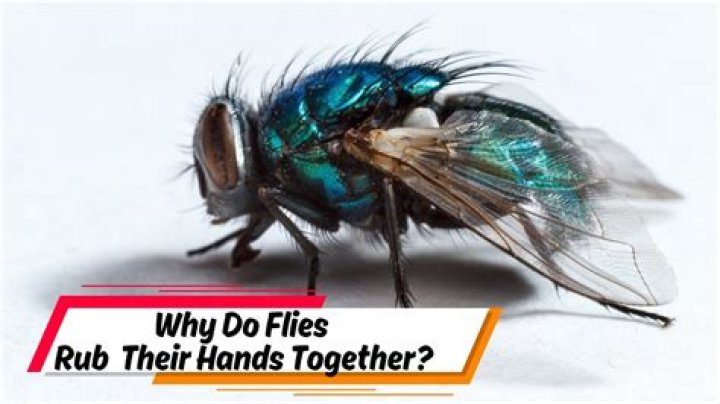 Why do flies try to go in your ear?