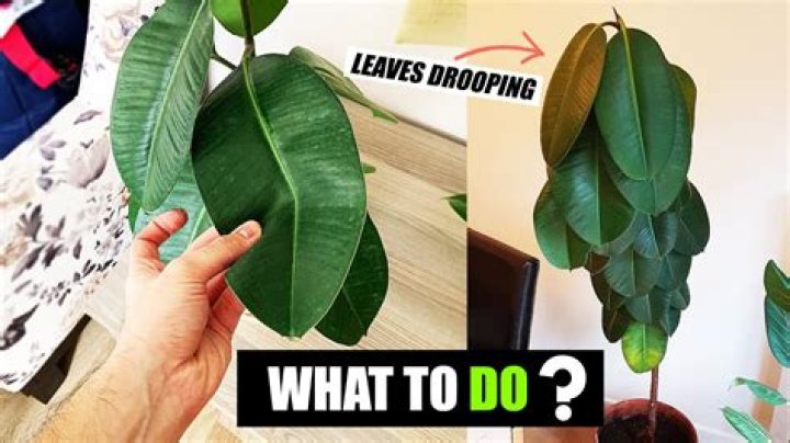 Why do leaves droop after watering?