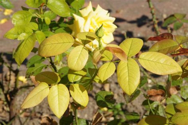 Why do leaves of roses turn yellow?