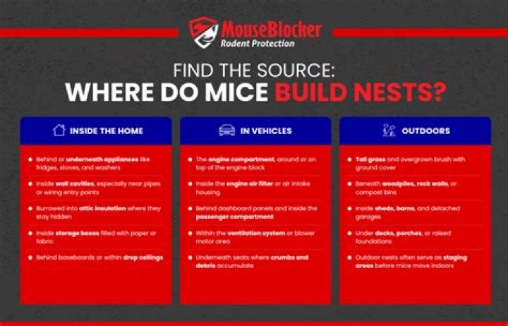 Why do mice build nests?