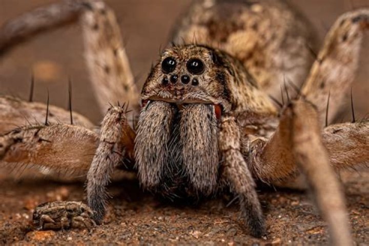 Why do spiders look creepy?