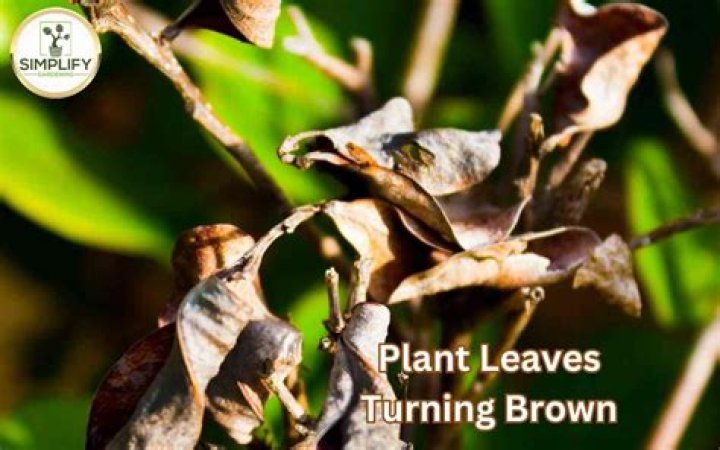 Why do tips of plants turn brown?