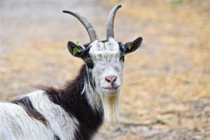 Why does chevre have a picture of Nan?