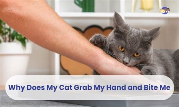 Why does my cat grab my hand with claws?