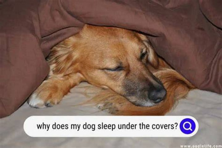 Why does my dog get under the covers?