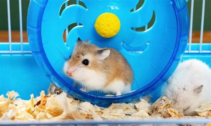 Why does my hamster sleep in the corner?