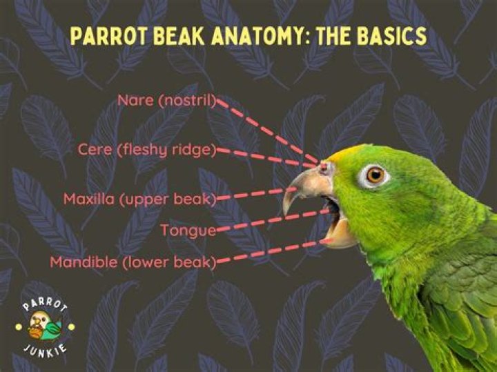 Why does my parrot hit his beak on the cage?