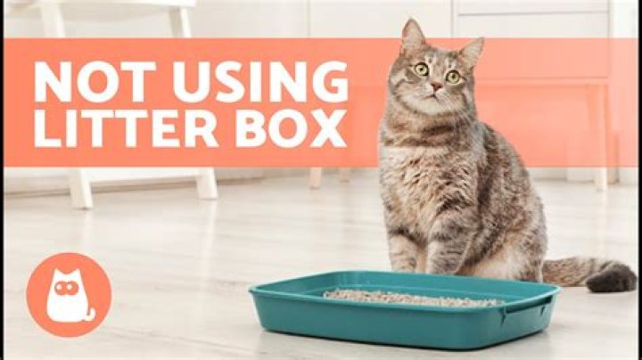 Why is my cat pooping outside the litter box and throwing up?