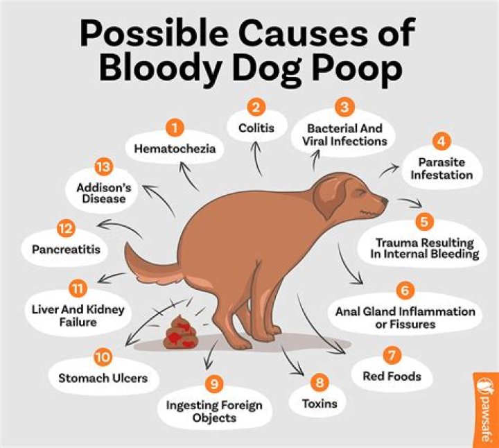 Why is my dogs poop pink?