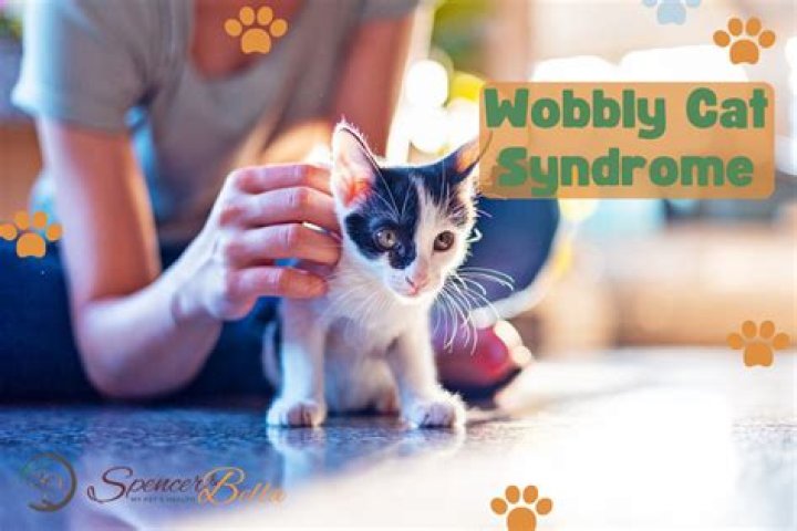 Why is my elderly cat wobbly?