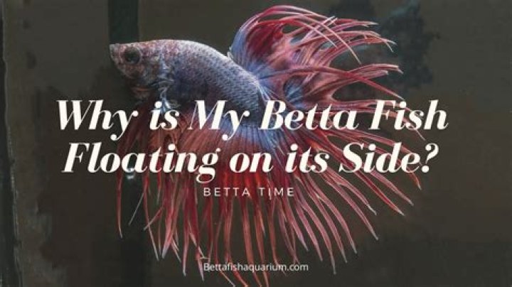 Why is my fish going crazy?