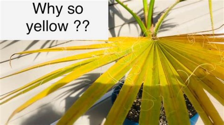Why is my indoor palm turning yellow?