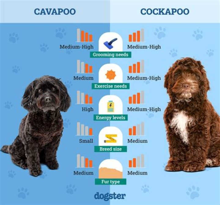 Why is Skye a Cockapoo?