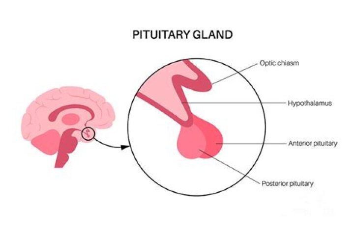 Why is the pituitary gland called the third eye?