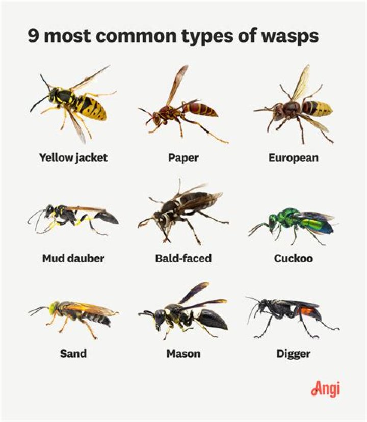 Why you shouldn't be afraid of wasps?