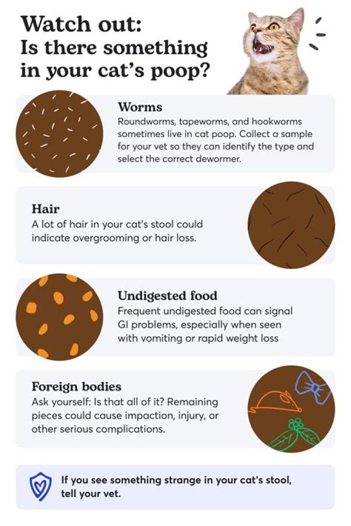Will cats hold their poop?